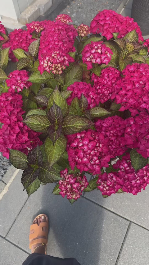 SANDALEN SLIPPERS CAMEL (ACTIE TIKTOK)